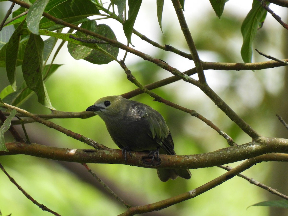 Palm Tanager - ML619699975