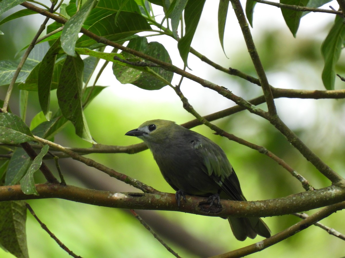 Palm Tanager - ML619699977