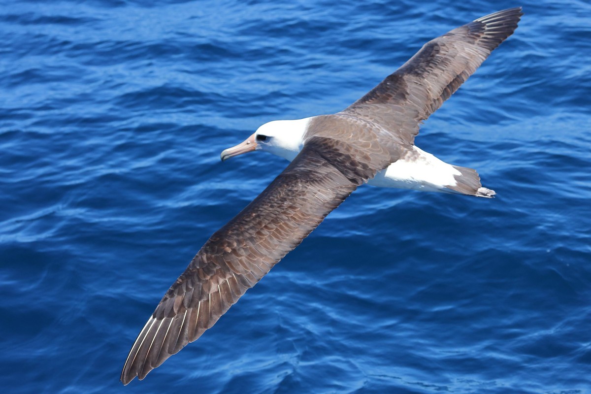 Albatros de Laysan - ML619699981