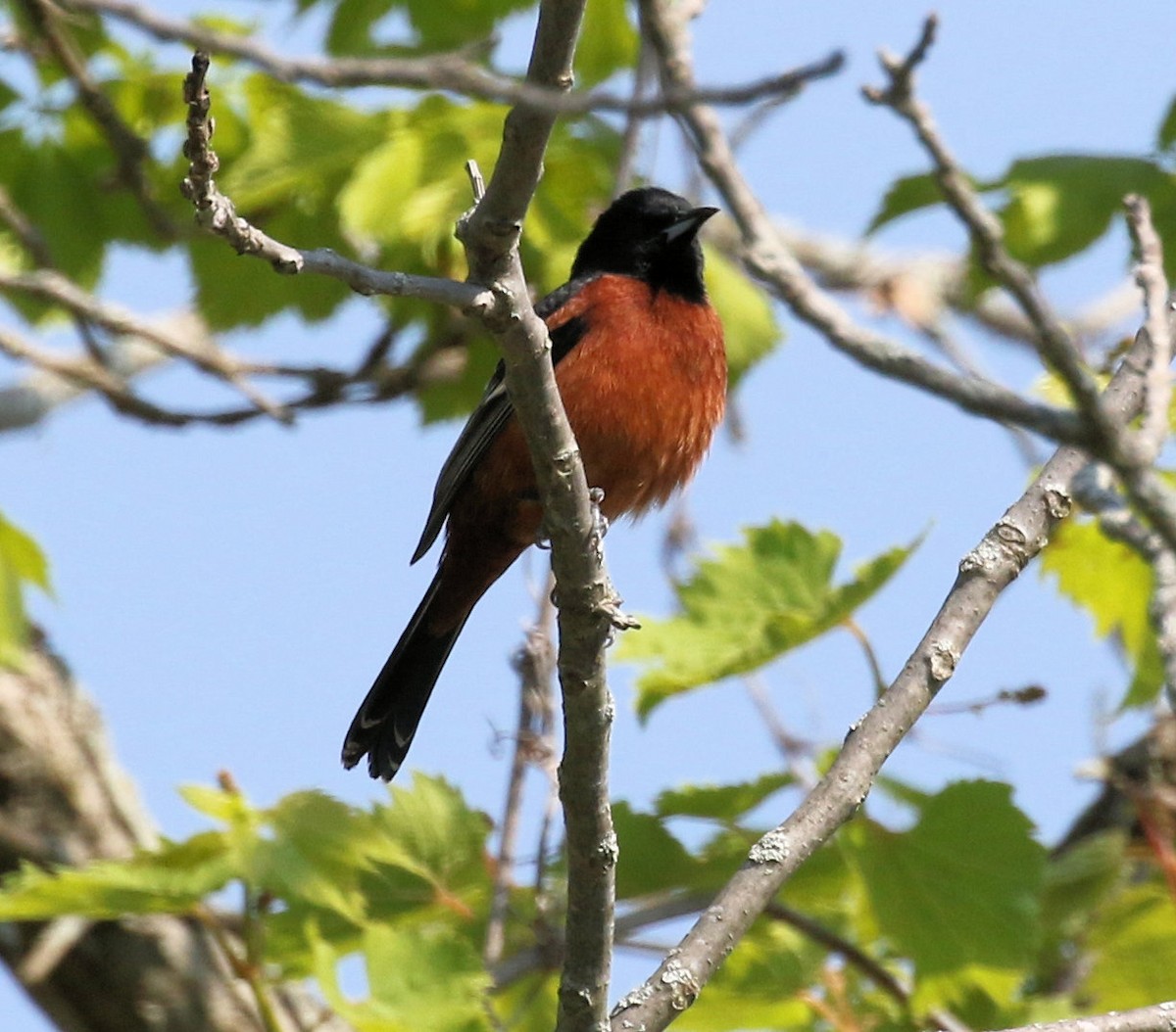 Orchard Oriole - ML619699989
