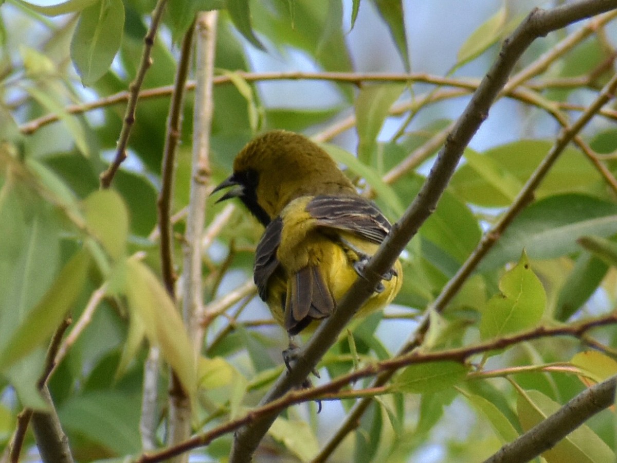 Orchard Oriole - ML619700009
