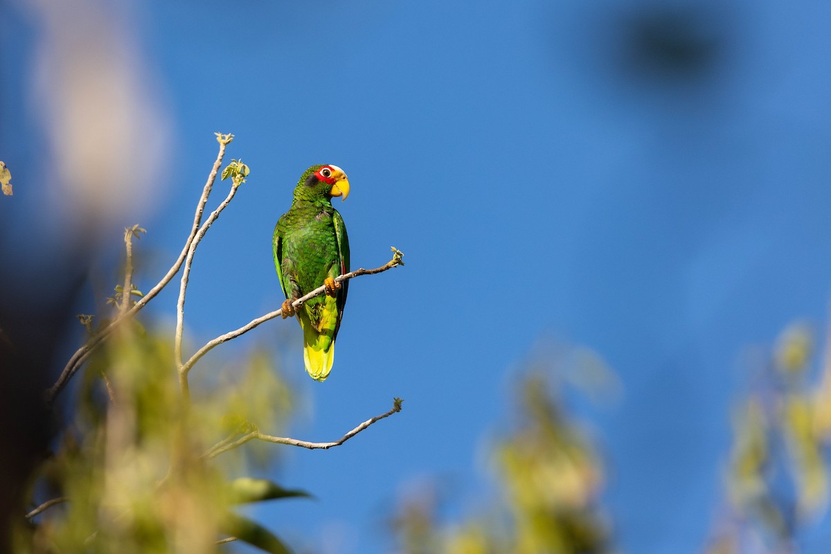 Yellow-lored Parrot - ML619700018