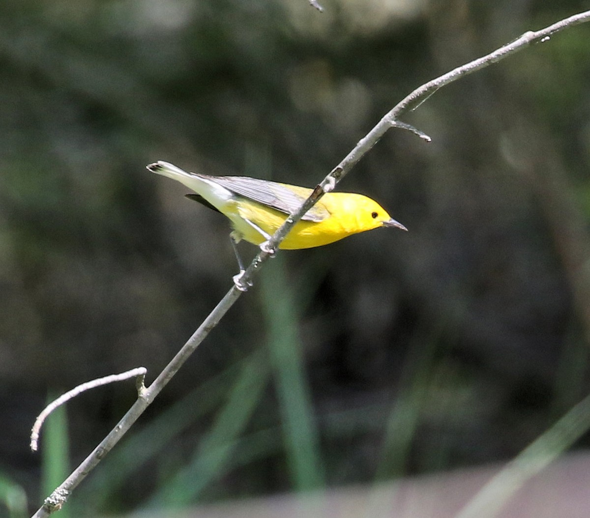 Prothonotary Warbler - ML619700034