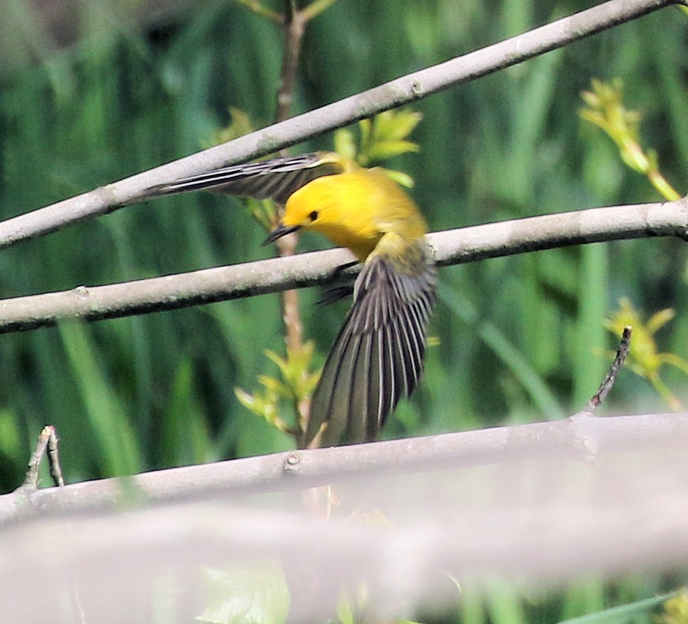 Prothonotary Warbler - ML619700035