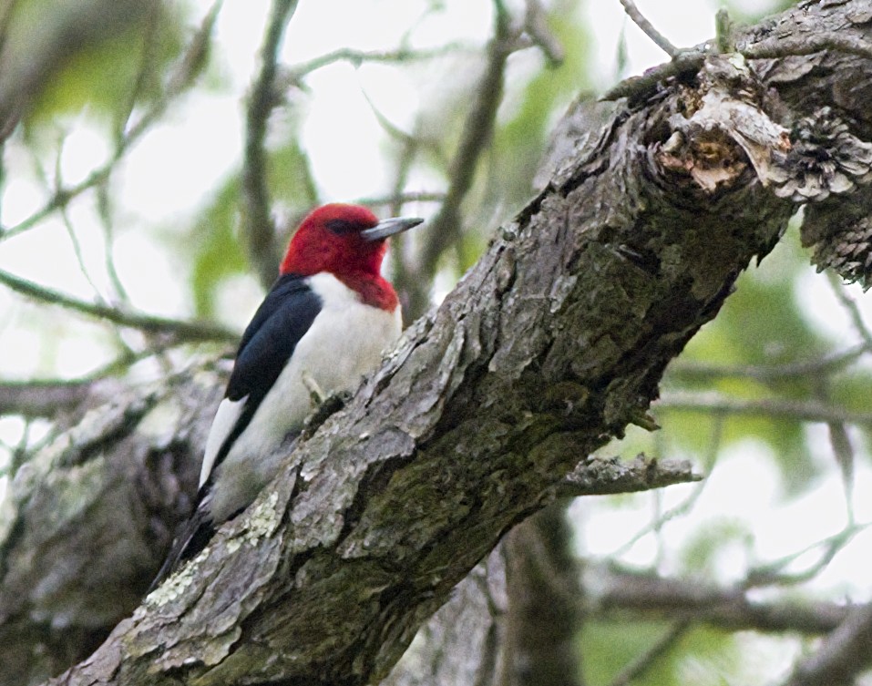 Red-headed Woodpecker - ML619700039