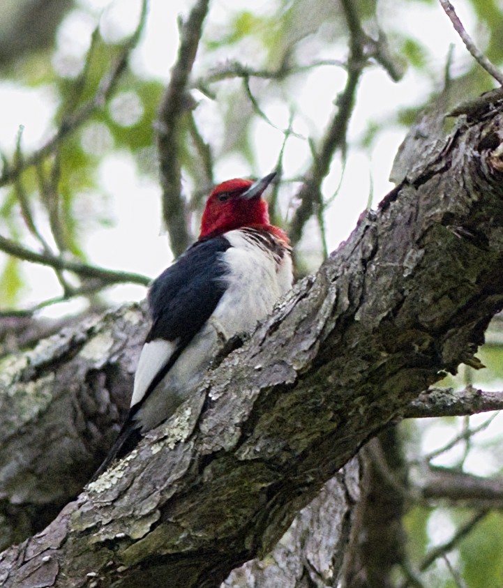 Red-headed Woodpecker - ML619700047