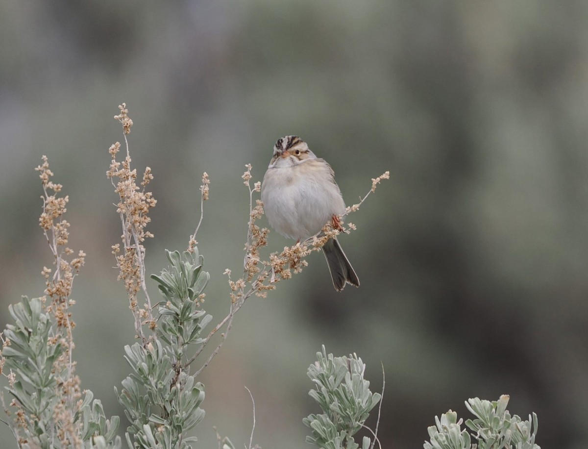 Clay-colored Sparrow - ML619700048