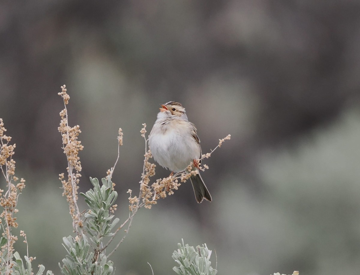 Clay-colored Sparrow - ML619700049