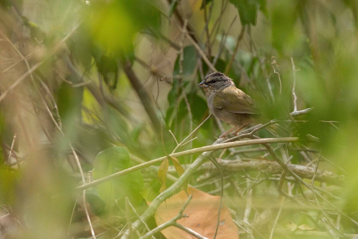Green-backed Sparrow - ML619700057