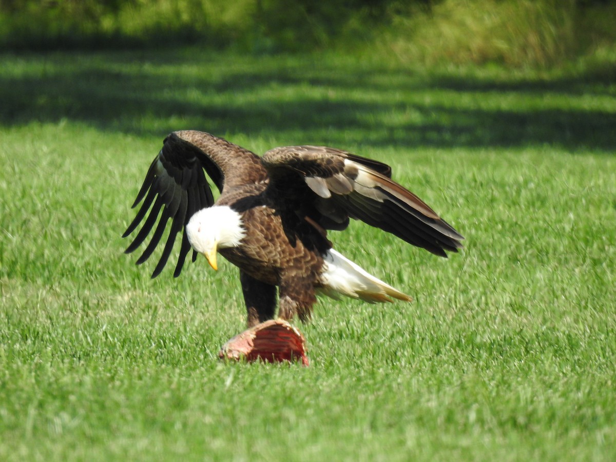 Bald Eagle - ML619700066