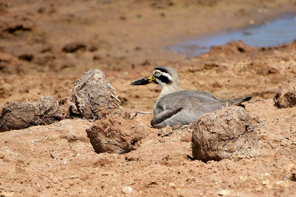 Great Thick-knee - ML619700081