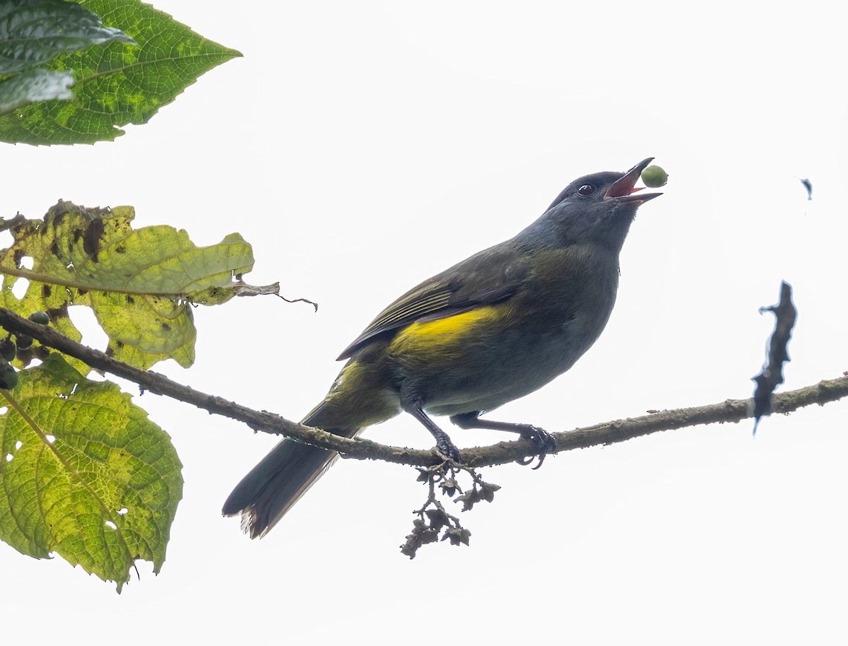 Black-and-yellow Silky-flycatcher - ML619700120
