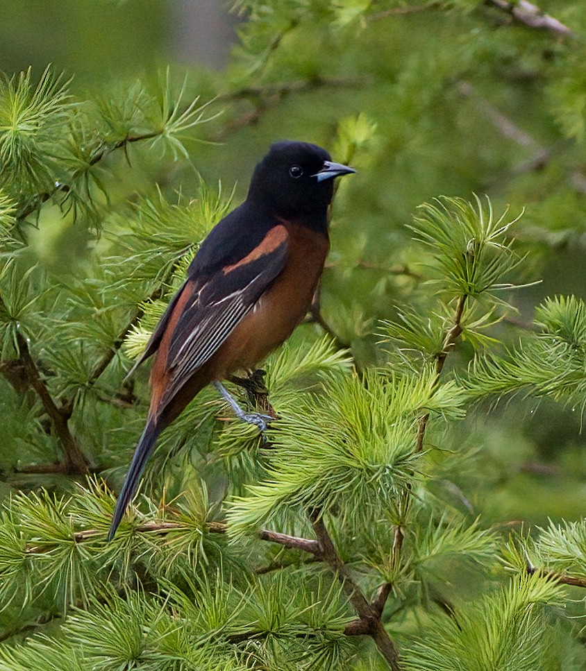 Orchard Oriole - ML619700161