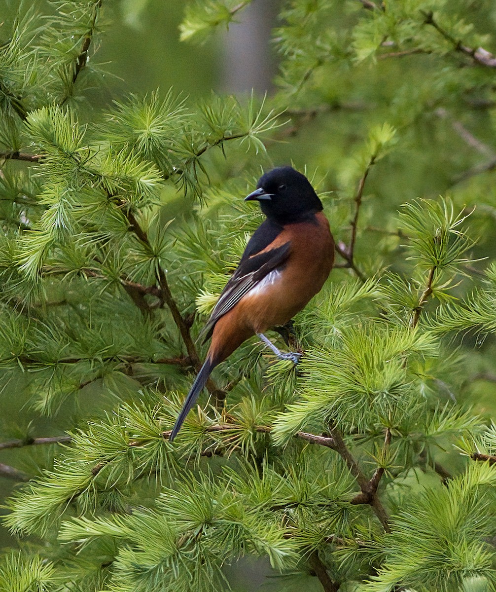 Orchard Oriole - ML619700162