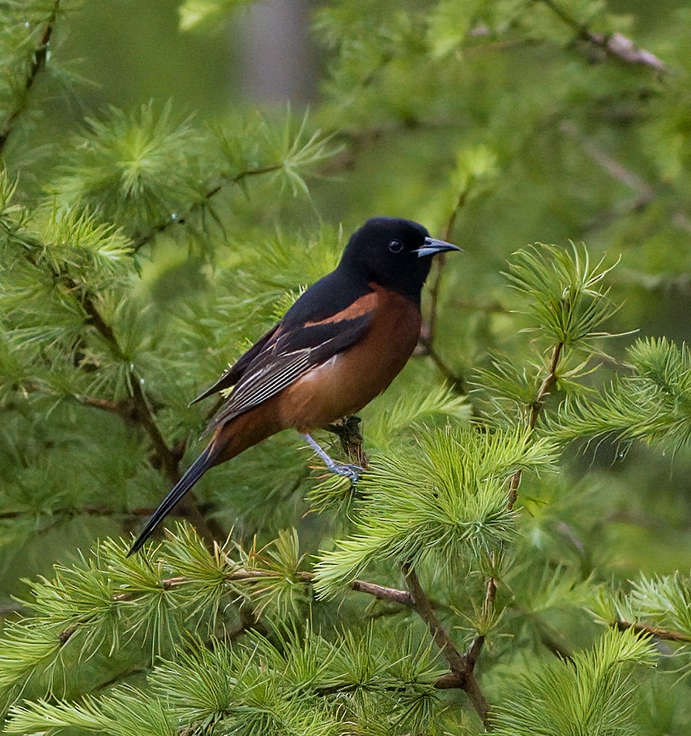 Orchard Oriole - ML619700169