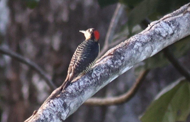 Black-cheeked Woodpecker - ML619700187