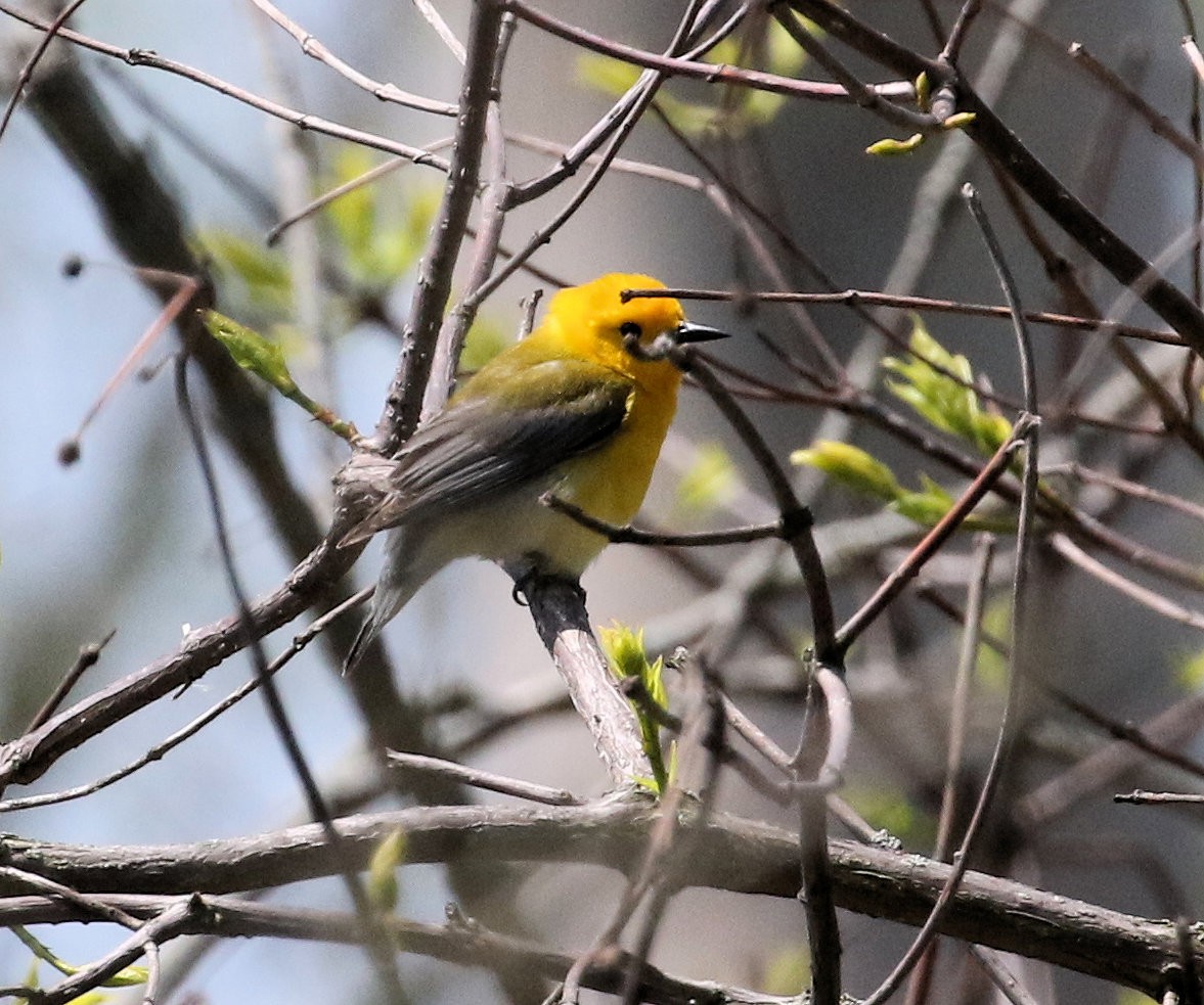 Prothonotary Warbler - ML619700199