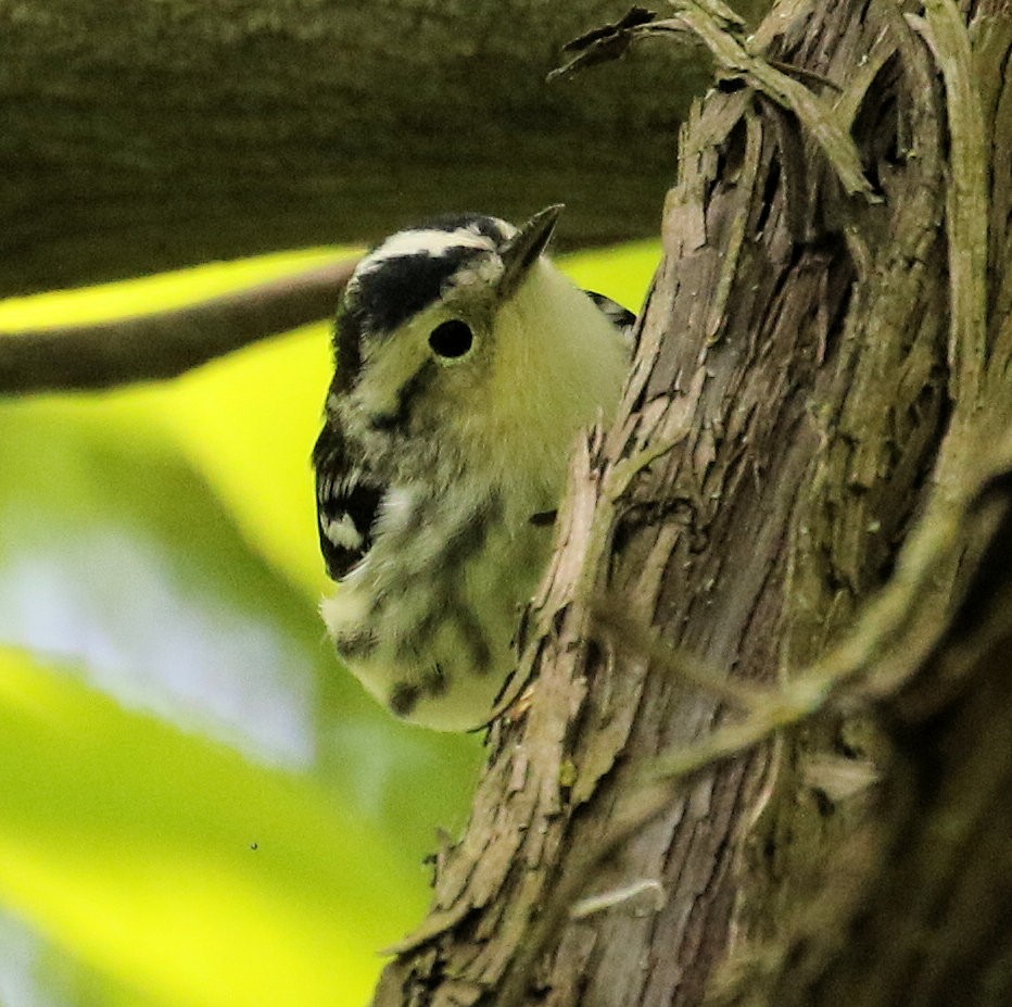 Black-and-white Warbler - ML619700247