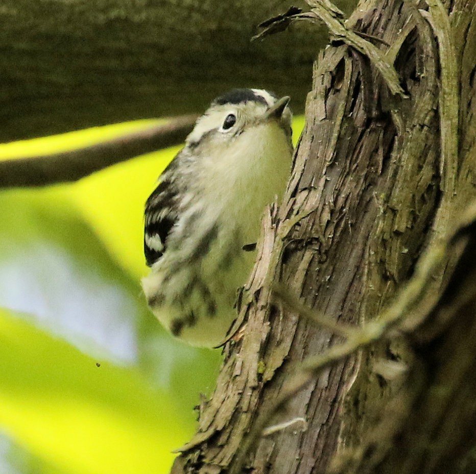 Black-and-white Warbler - ML619700248