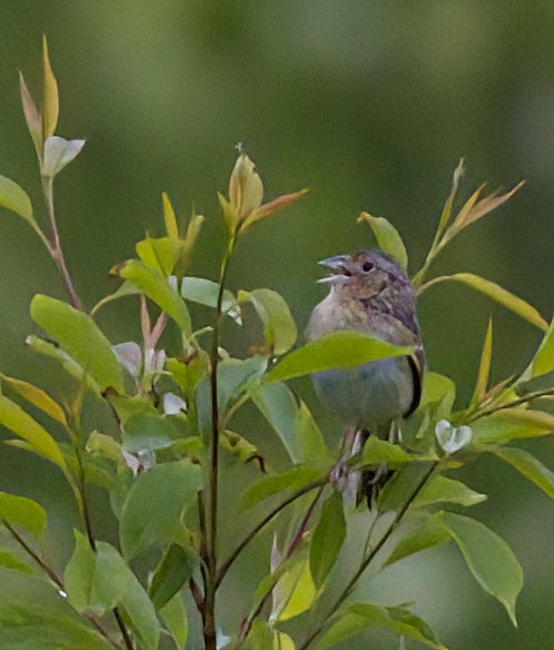 Grasshopper Sparrow - ML619700309