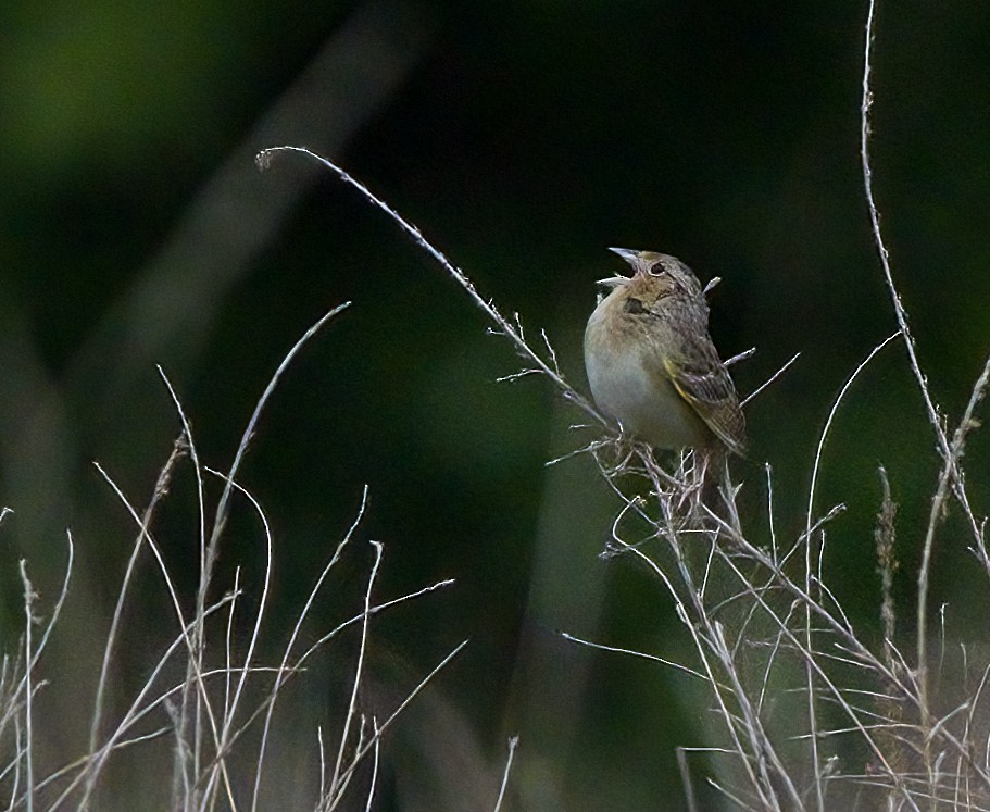 Grasshopper Sparrow - ML619700315