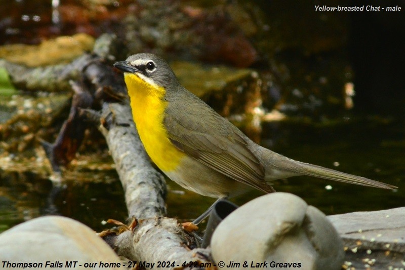 Yellow-breasted Chat - ML619700322