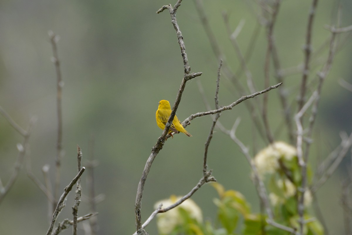 Yellow Warbler - ML619700364
