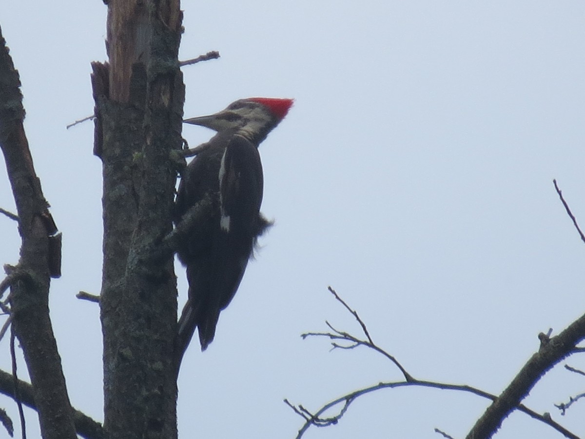 Pileated Woodpecker - ML619700386