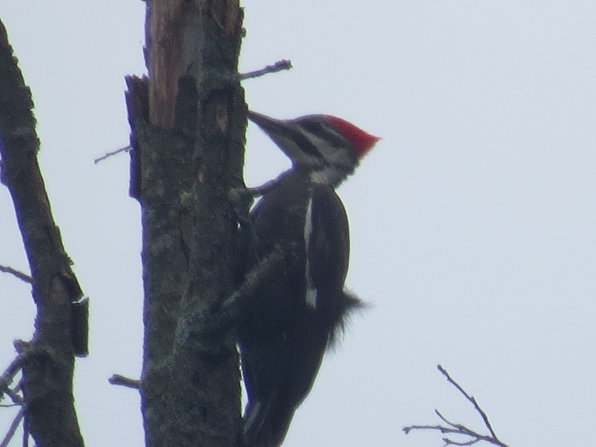 Pileated Woodpecker - ML619700394