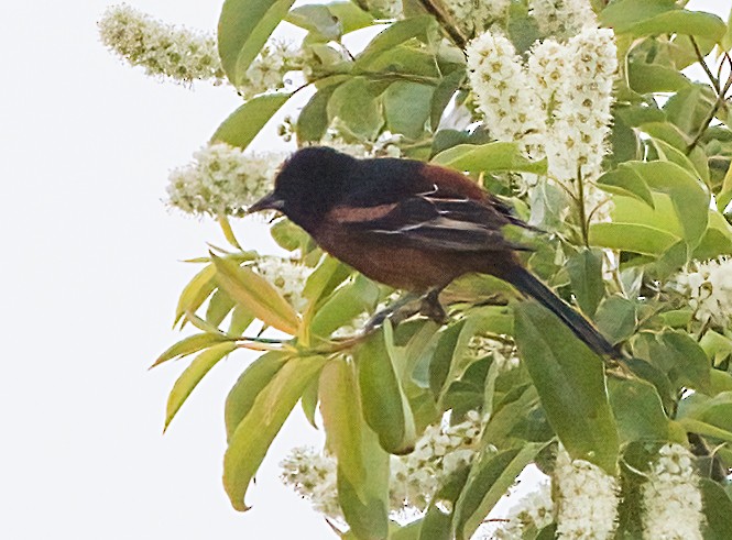 Orchard Oriole - ML619700397