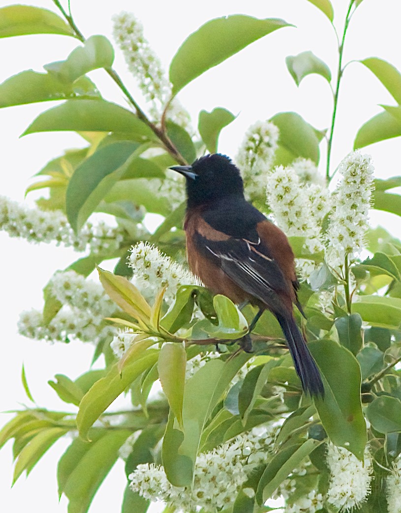 Orchard Oriole - ML619700403