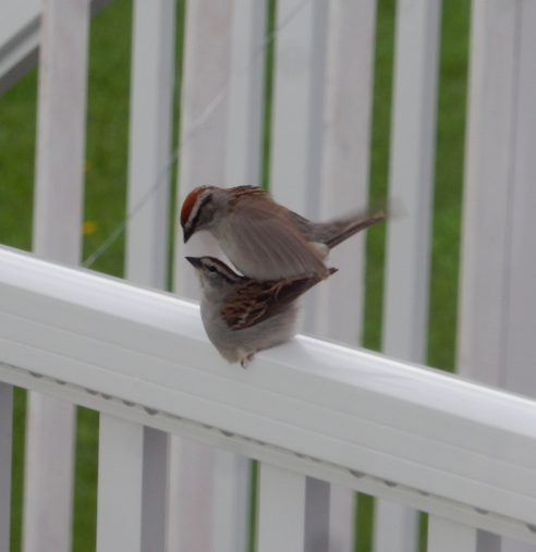 Chipping Sparrow - ML619700405