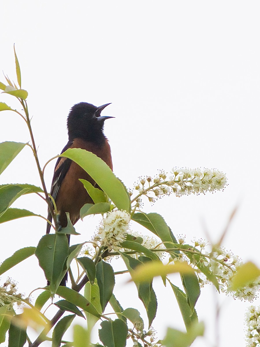 Orchard Oriole - ML619700411