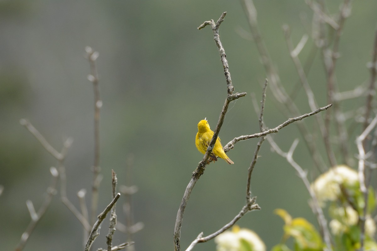 Yellow Warbler - ML619700421