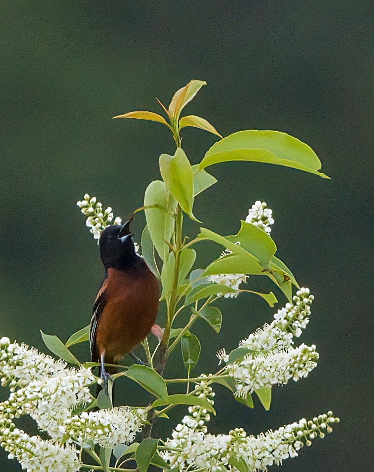 Orchard Oriole - ML619700427