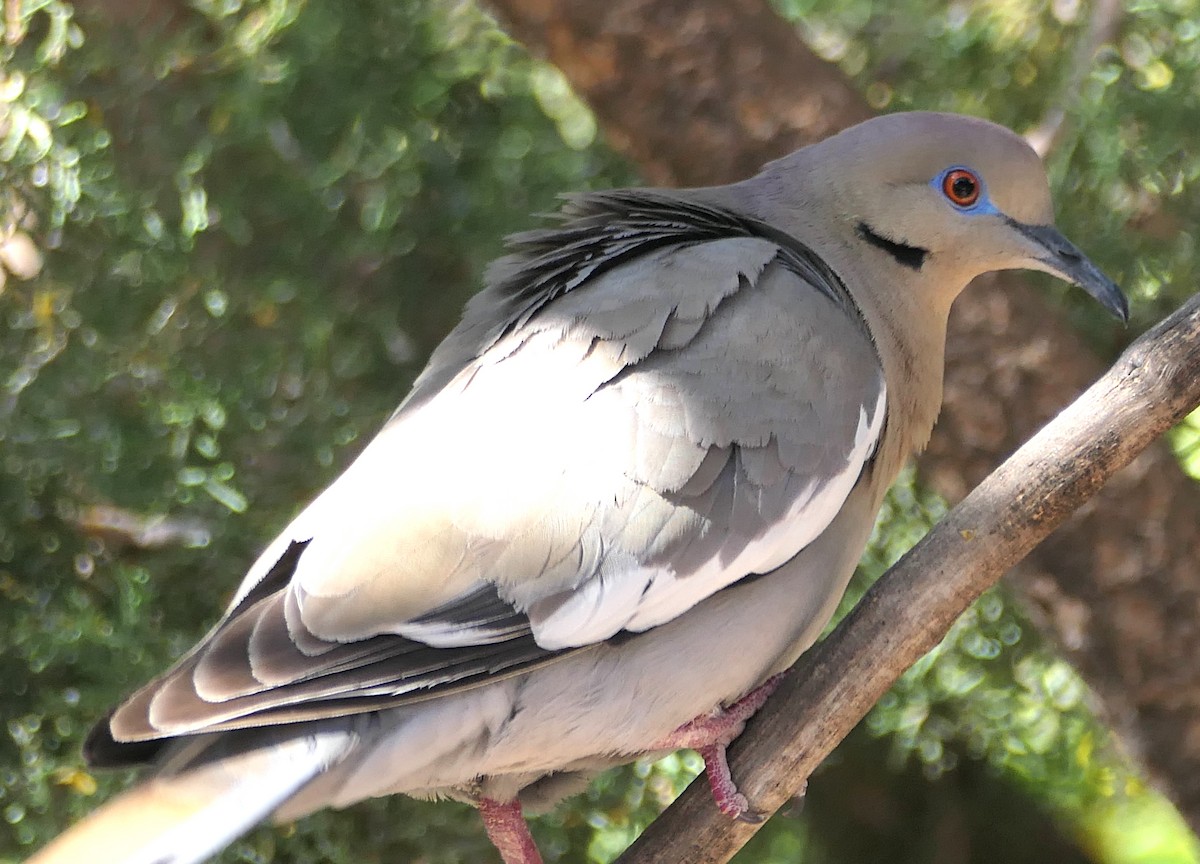 White-winged Dove - ML619700428