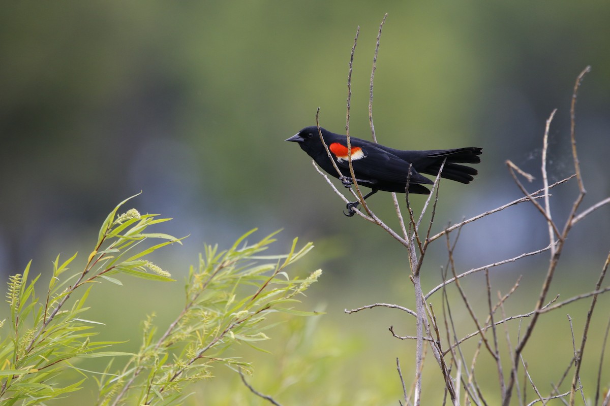 Red-winged Blackbird - ML619700431