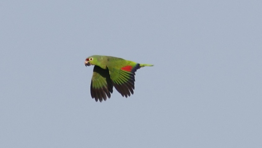 Red-lored Parrot - ML619700432