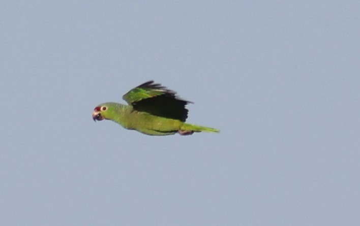 Red-lored Parrot - ML619700433