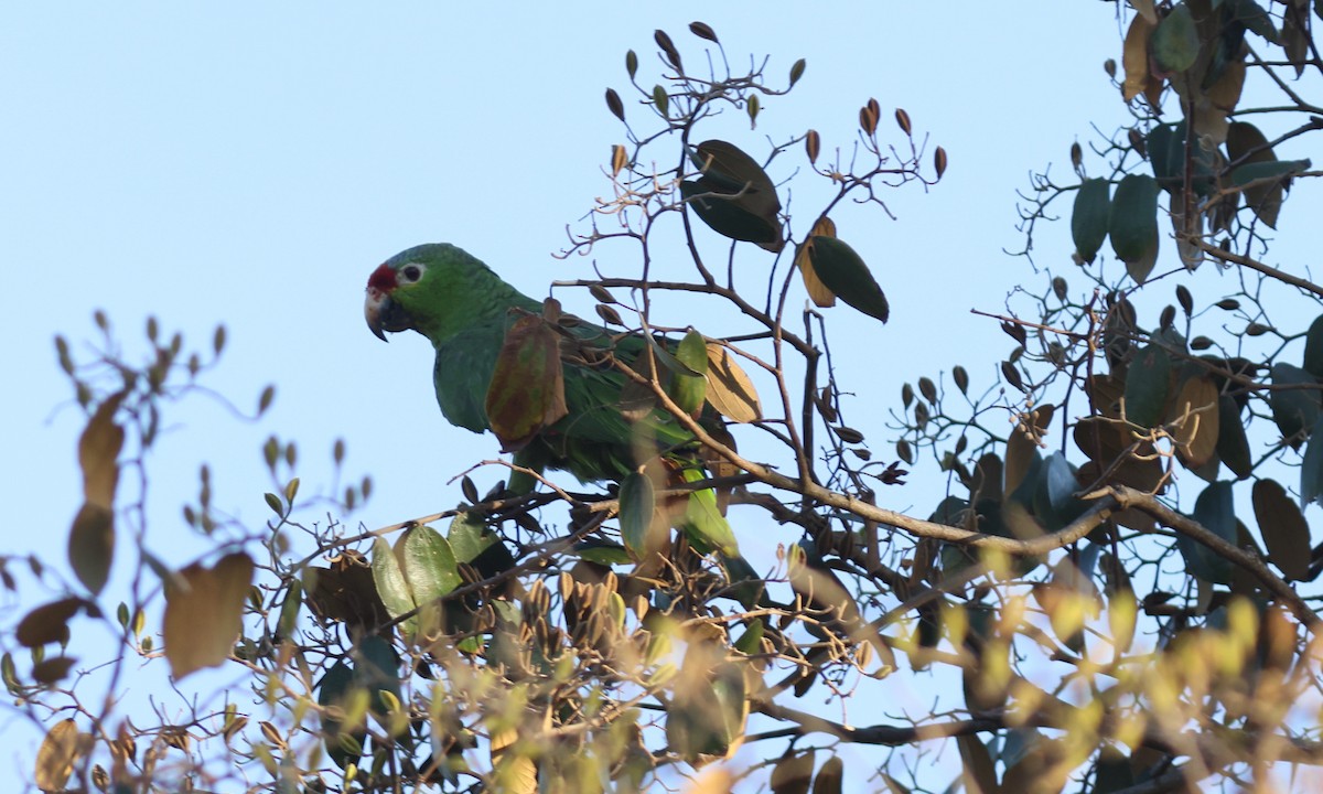 Red-lored Parrot - ML619700434