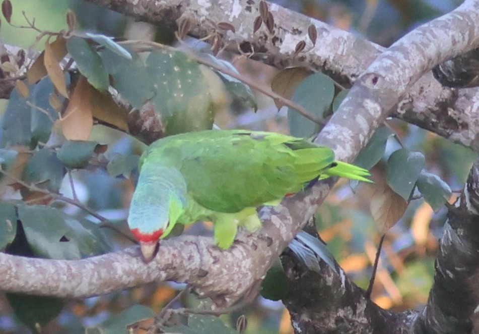 Red-lored Parrot - ML619700438