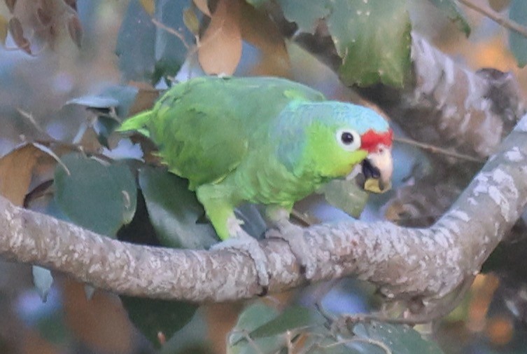 Red-lored Parrot - ML619700440