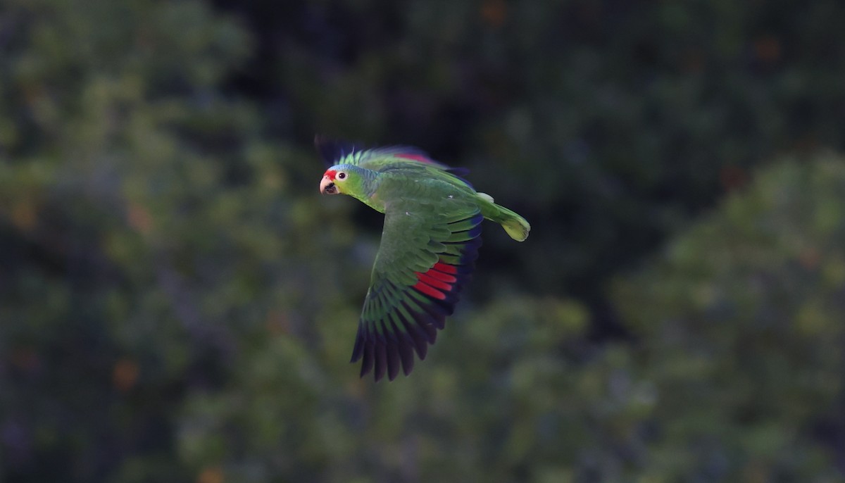 Red-lored Parrot - ML619700441
