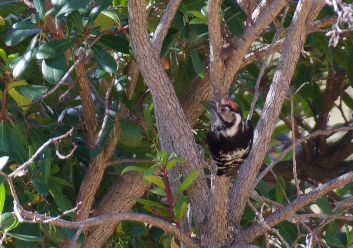 Lesser Spotted Woodpecker - ML619700458