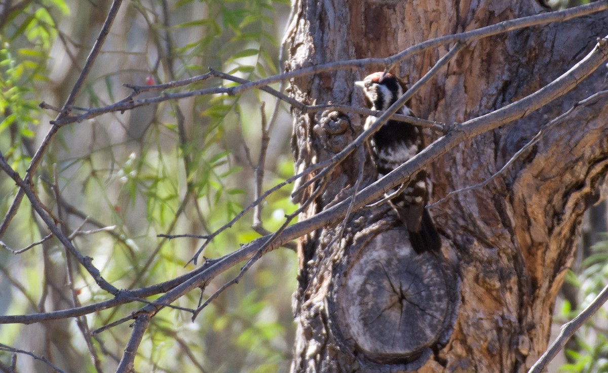 Lesser Spotted Woodpecker - ML619700459