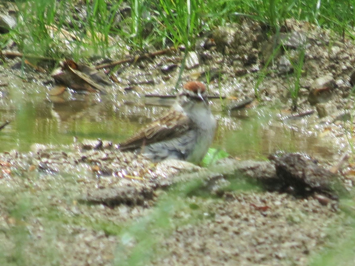 Chipping Sparrow - ML619700479