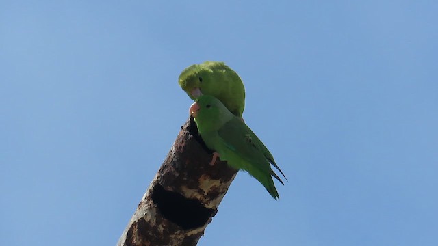 Yeşil Sokumlu Serçe Papağanı - ML619700482