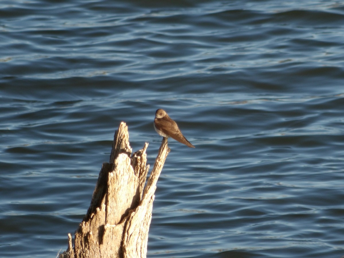 Northern Rough-winged Swallow - ML619700487