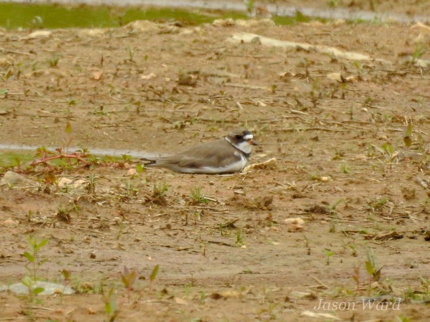 Semipalmated Plover - ML619700502