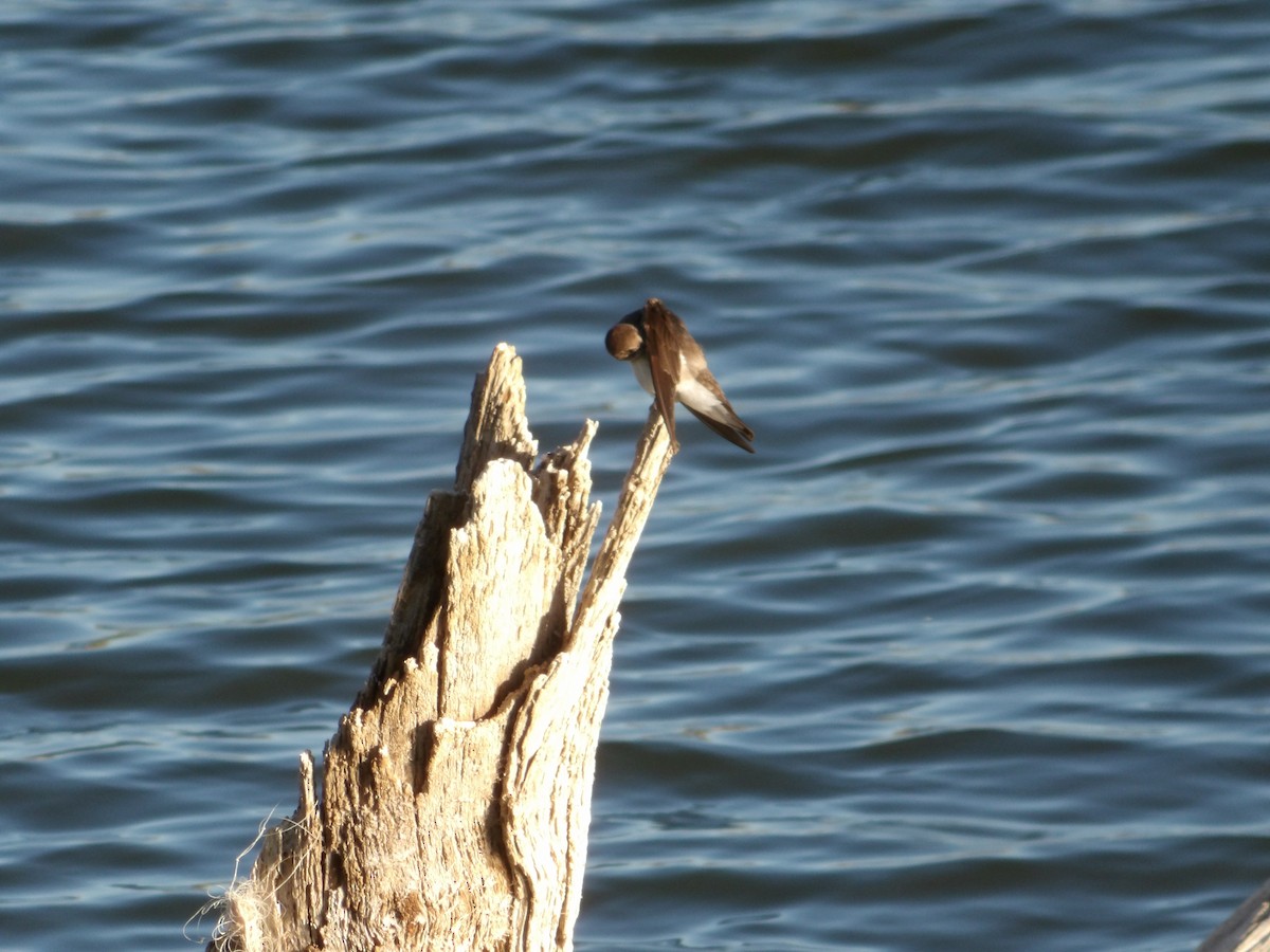 Northern Rough-winged Swallow - ML619700546